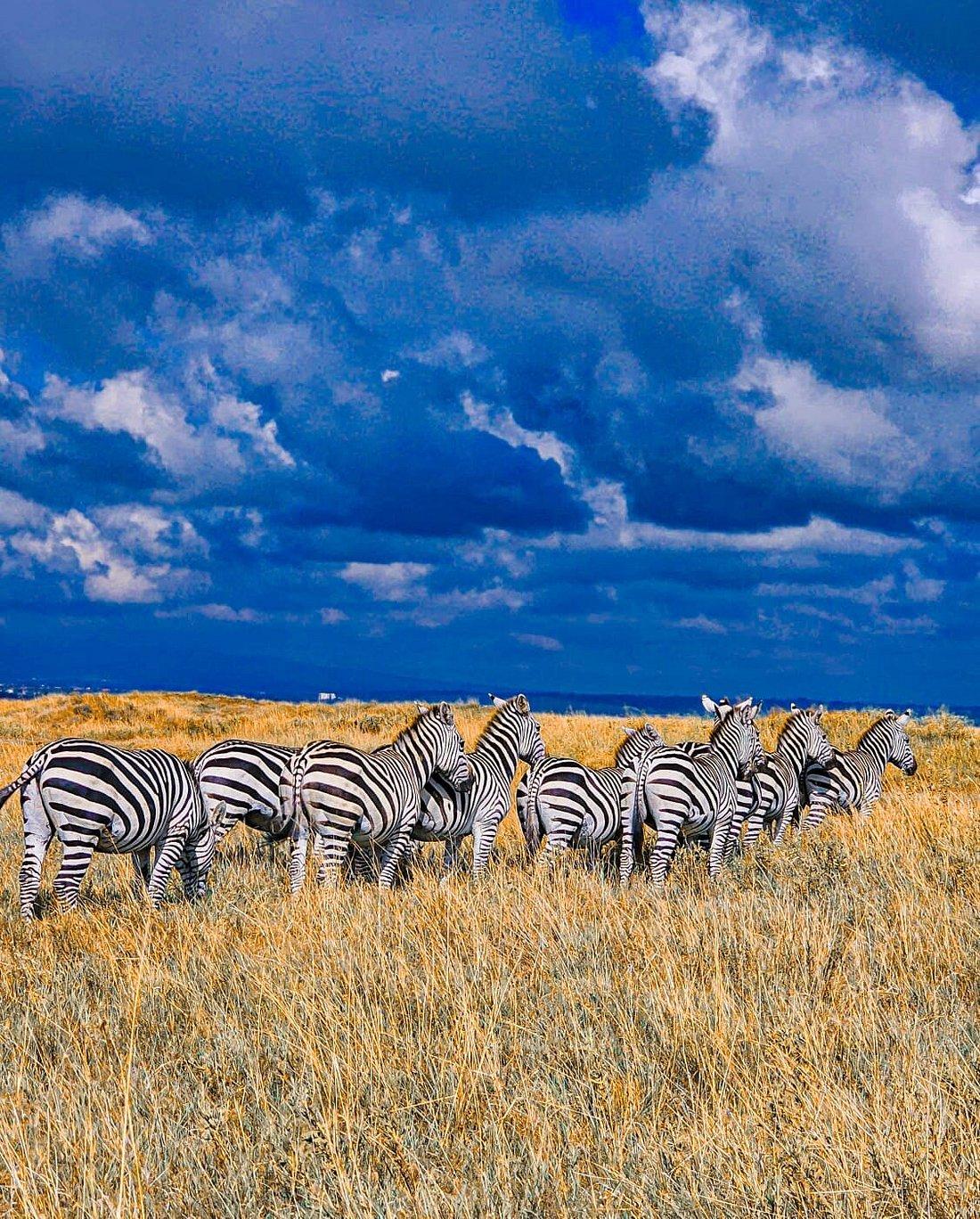 Kenya Safari Packing List for First-Time Visitors from the UK, USA & New Zealand