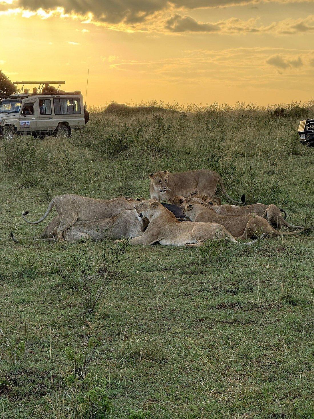 Why Nairobi National Park Is Worth Visiting for US, European & Australian Visitors