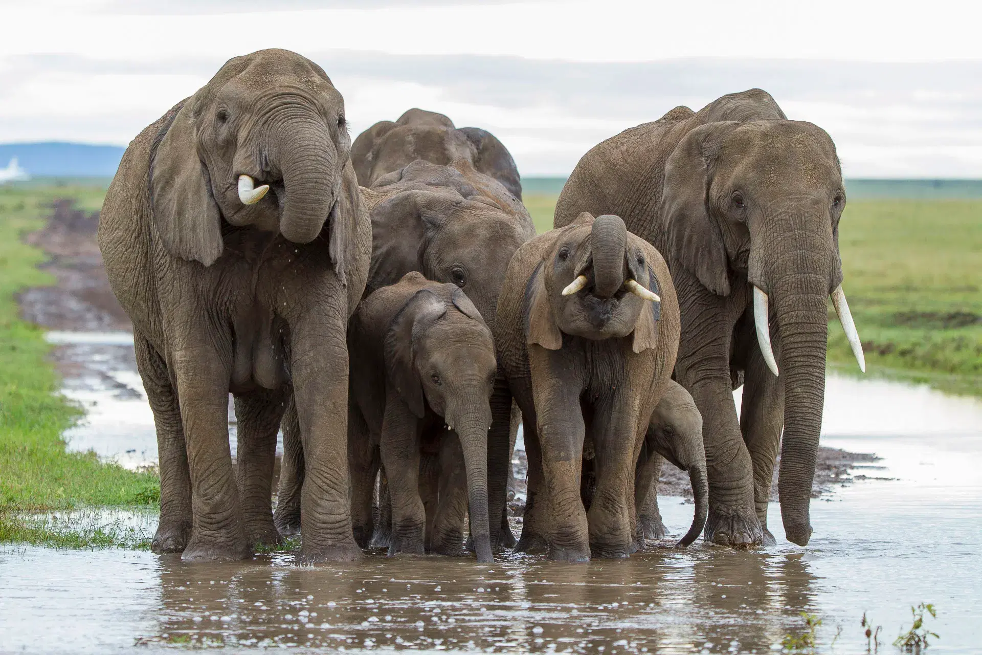 Kenya Safari 2026/2027: The Ultimate Guide to Wildlife, Adventure and Unforgettable Experiences